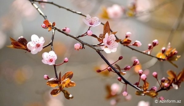 Azərbaycana yaz fəsli daxil olub