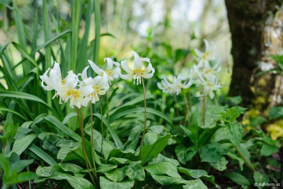 Bahar Azərbaycana bu tarixdə gələcək - Saatı və tarixi AÇIQLANDI
