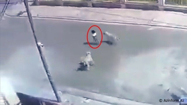 Sahibsiz itlər balaca qıza HÜCUM ETDİ  -  DƏHŞƏTLİ GÖRÜNTÜLƏR