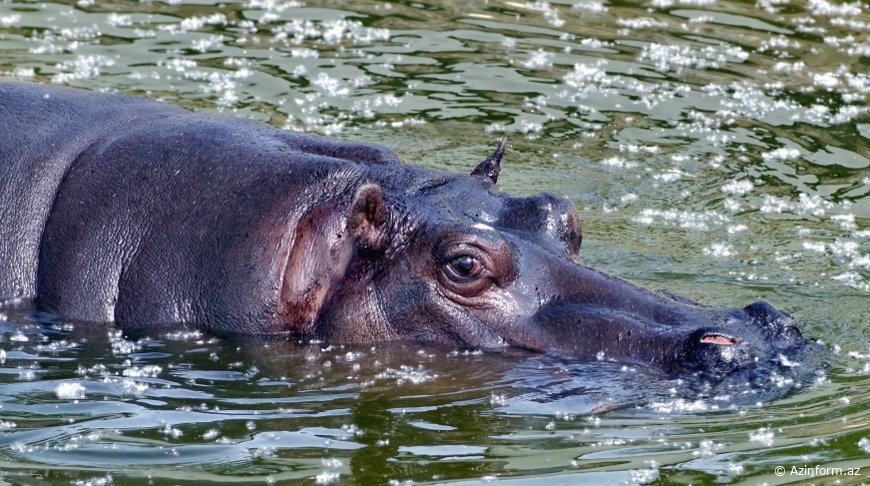 Begemot QAYIĞA HÜCUM ETDİ: 1 nəfər ölüb, 23 nəfər itkin düşüb