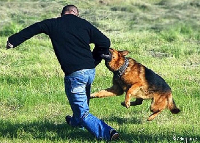 Bacısını xilas edən yeniyetmə quduz itin dişləməsi nəticəsində ölüb - TƏFƏRRÜAT - FOTO