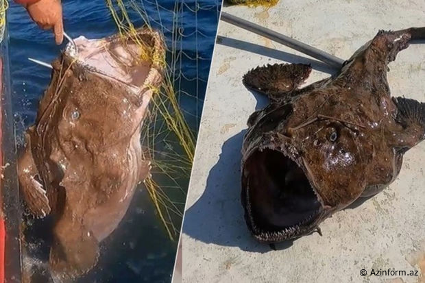 Balıqçı  "DƏNİZ ŞEYTANI" adalndırılan BALIQ TUTDU -  VİDEO