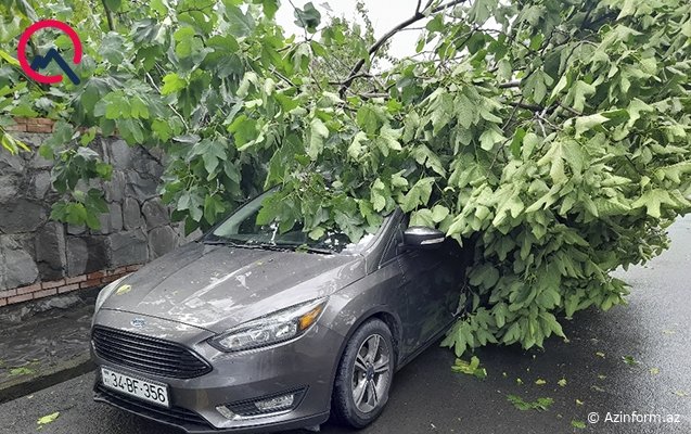 Qaxda güclü külək fəsadlar törətdi - FOTOLAR