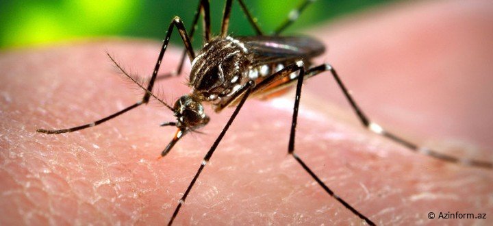 Ağcaqanad əleyhinə dərmanlar insana da ziyandırmı?