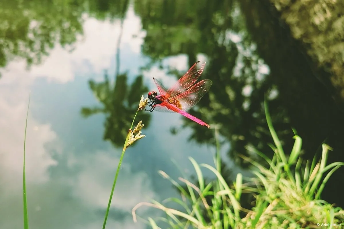 Əfsanəvi Gecə Uçuşunun Qəhrəmanı - VİDEO