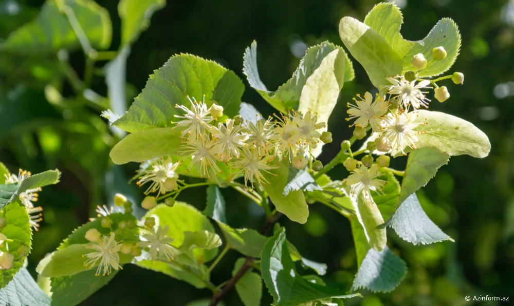 Xəstəliklərin xilaskarı: Cökə dəmləyəndə buna DİQQƏT EDİN