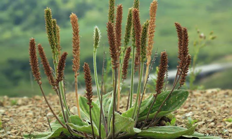 Bağayarpağı: Təbiətin Möcüzəli Dərman Bitkisi - VİDEO